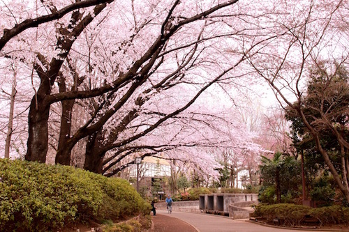けやき公園の桜.jpeg